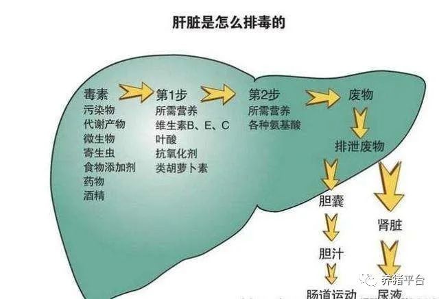 肝脏的主要功能简述