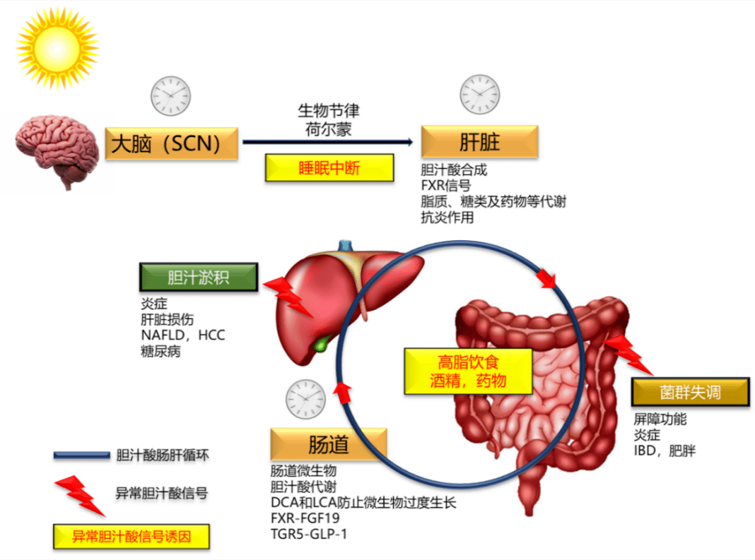 肝脏健康，从了解gan zang开始