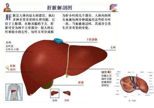 肝脏的拼音与健康奥秘