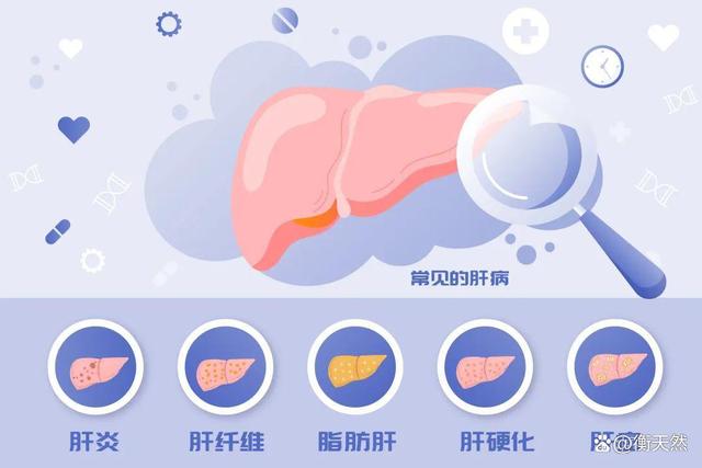肝脏健康，从拼音gān zàng谈起