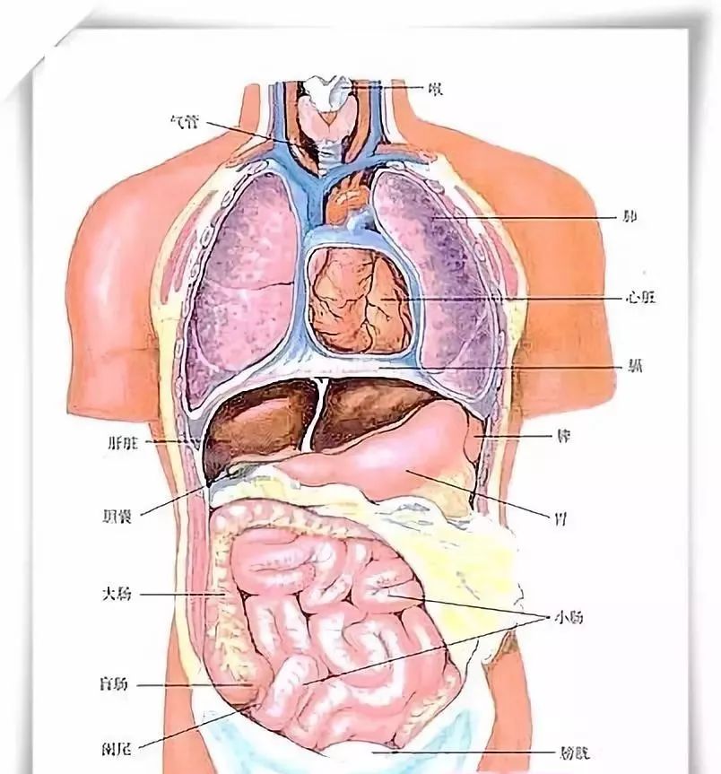 肝脏的上面观，探索人体内的重要器官