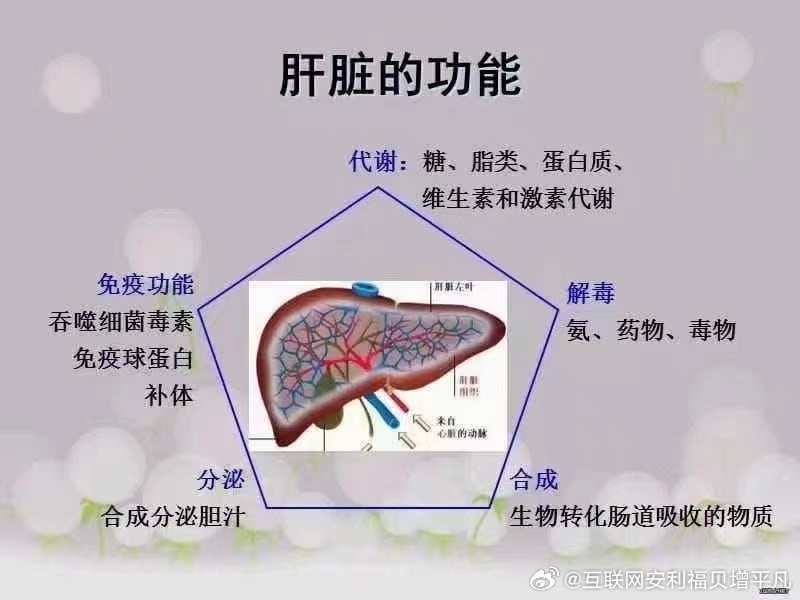 肝脏的化学奥秘，解读其代谢与解毒的化学知识