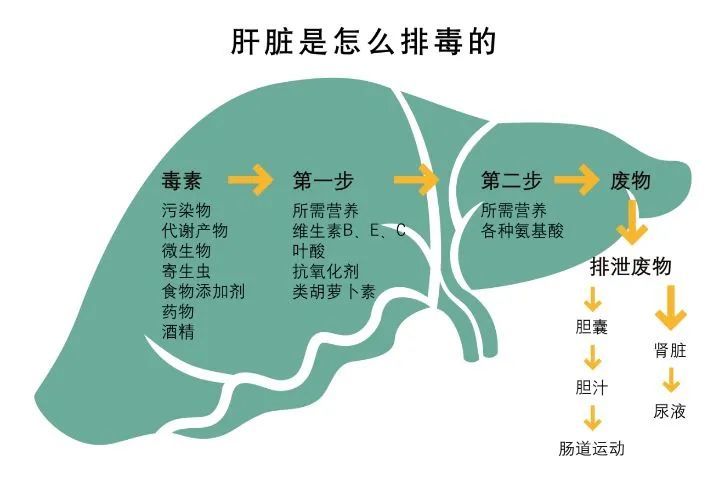 肝脏医学，探索人体解毒工厂的奥秘