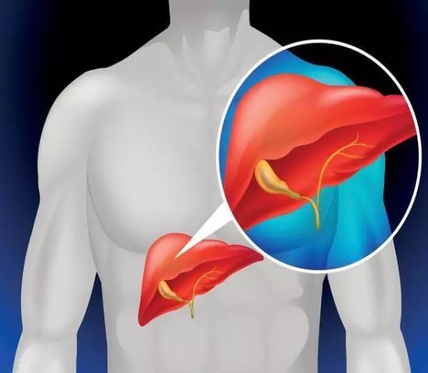 肝脏位置与隐隐作痛，了解背后的健康信号