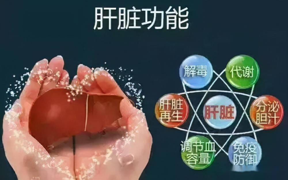 肝脏的五大功能，生命之舟的守护者