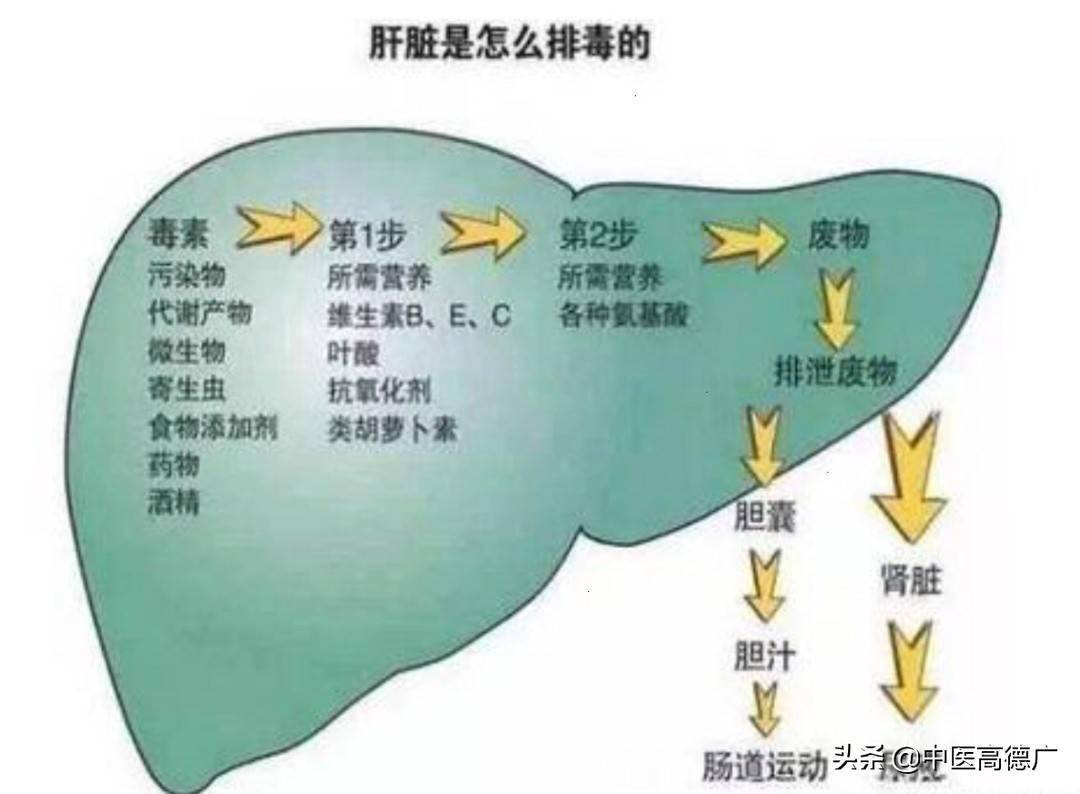 肝脏医学知识大全，守护生命的解毒工厂