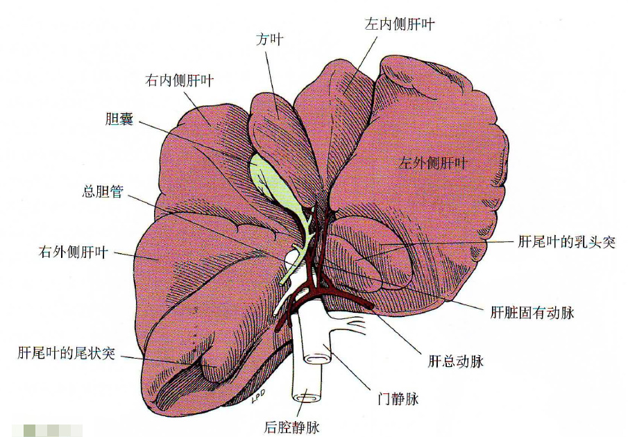 肝脏左右叶的精妙区分，解剖学与功能的双重解析