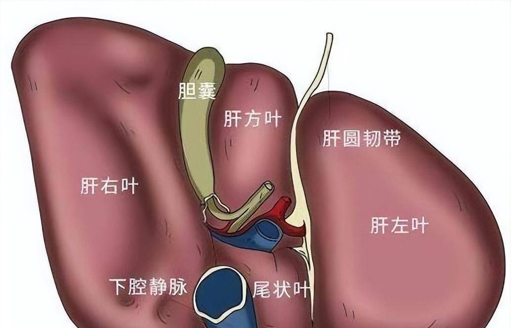 肝脏左右叶比例失调，不容忽视的幕后英雄健康警报