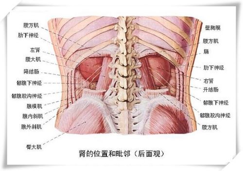 男性肝脏位置图，探索身体内的解毒工厂