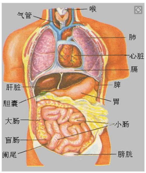 人体肝脏的奥秘，左右双叶的奇妙构造