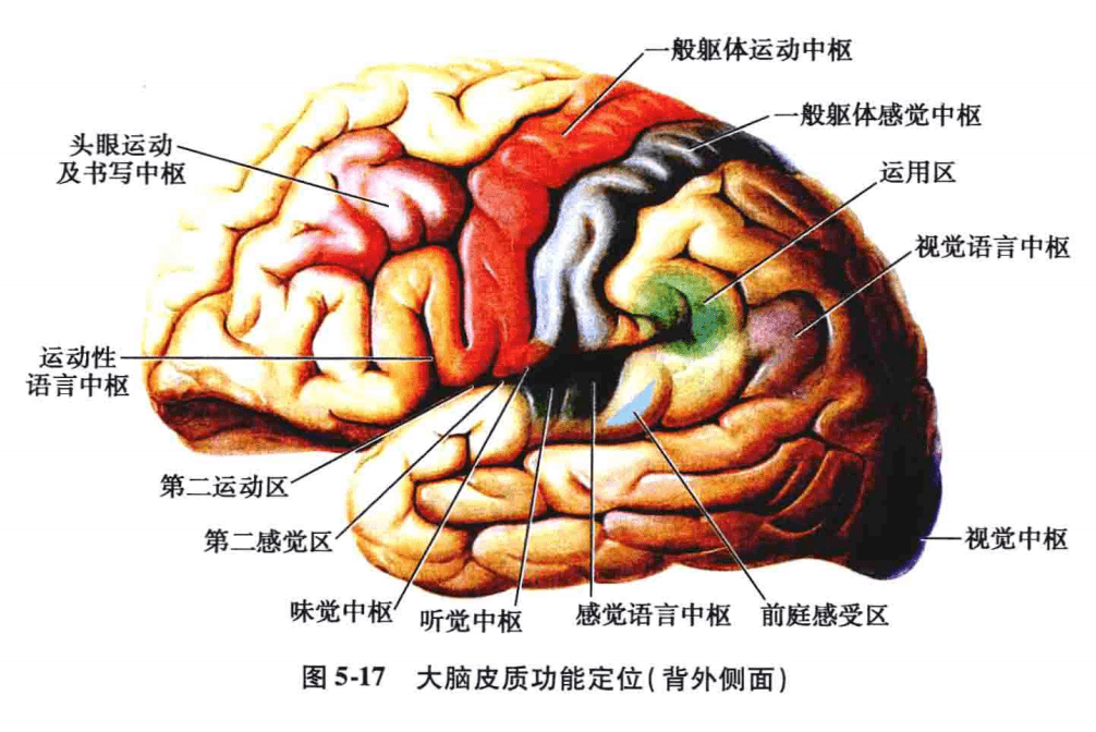 肝脏位置与功能的奥秘，一张图片的深度解析