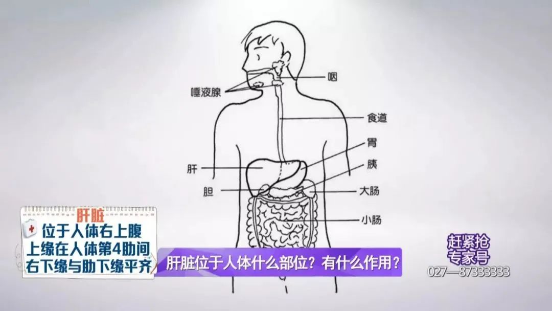 肝脏在人体中的位置与重要性，一张图解千言