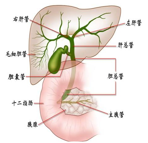 肝脏低密度灶与胆囊壁增厚，解读背后的健康警示