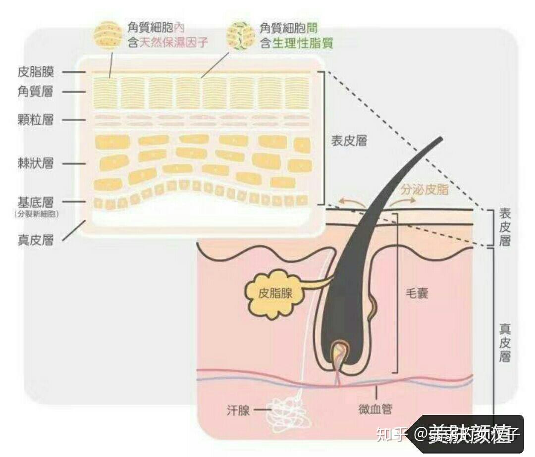 皮肤，人体最大的屏障——为何它被定义为器官