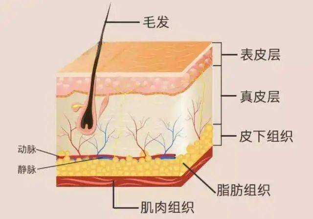 皮肤与内脏器官的微妙联系，一场无声的对话