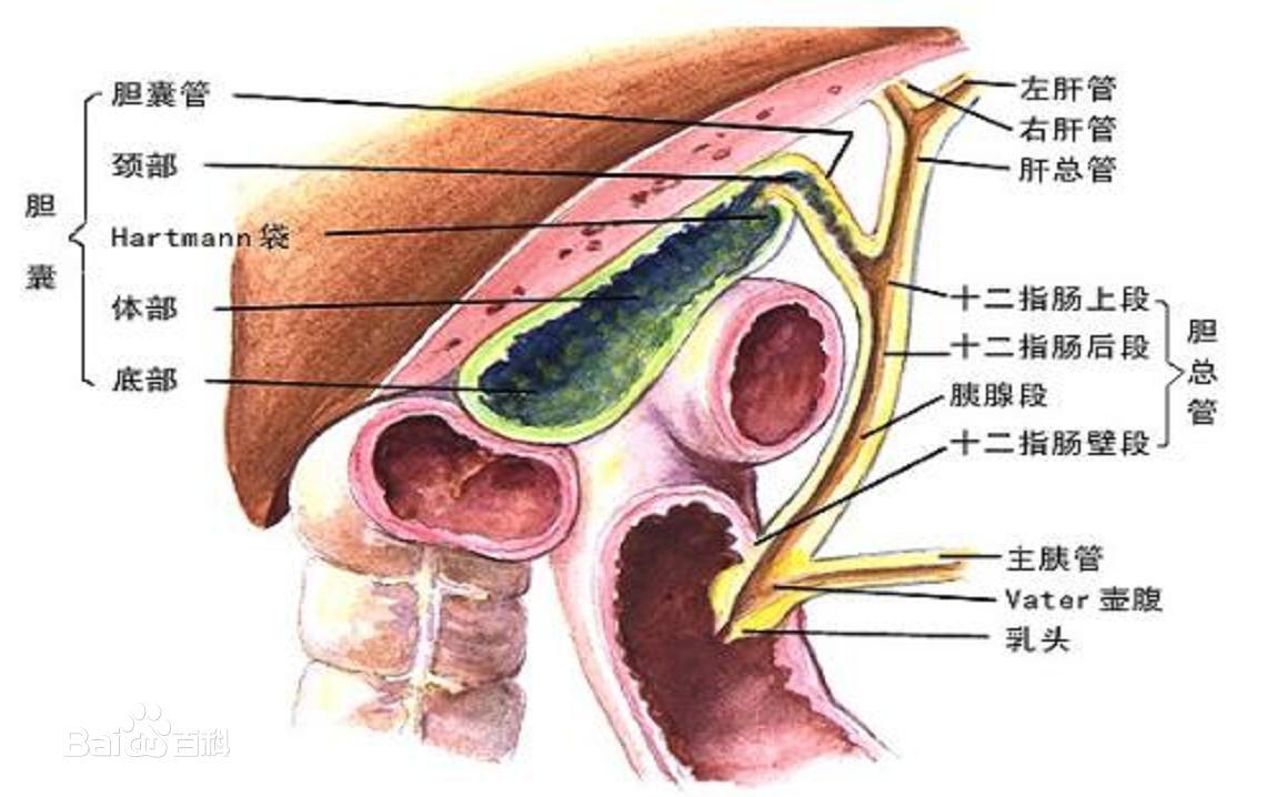 肝脏出了问题，全面解析与科学治疗策略