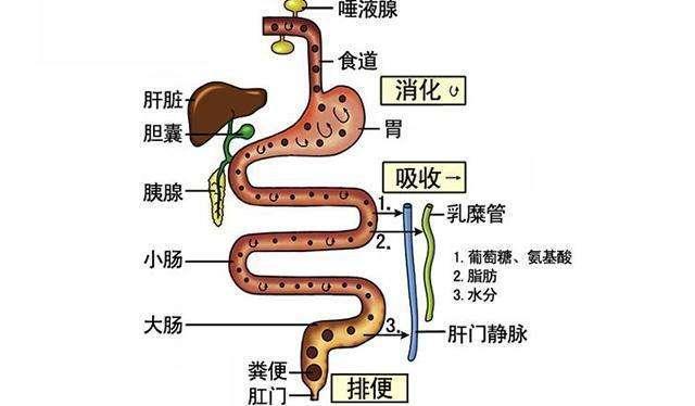 肠胃的奥秘，一张图解千言的肠胃结构图