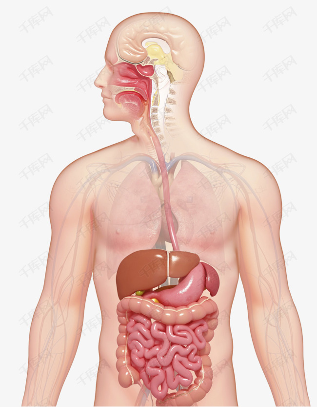 人体肠胃图解大全高清，探索消化系统的奥秘