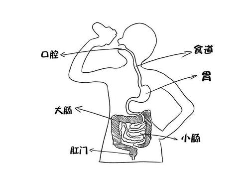 人体肠胃部位图解，从简单画法到深入理解