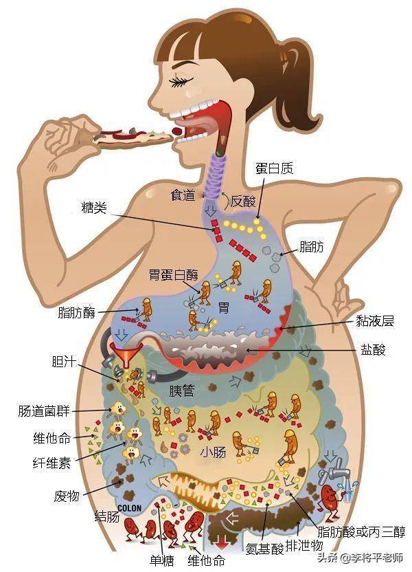 人体肠胃的奥秘，一张图解千变万化的消化之旅