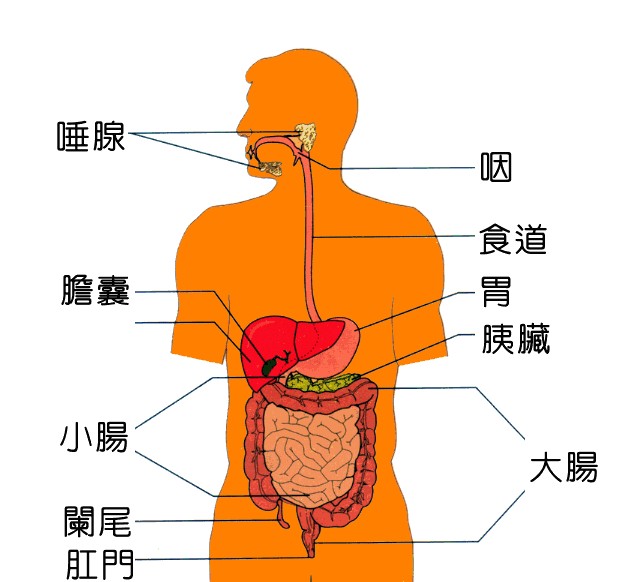 人体肠胃构造图，探索消化系统的奥秘