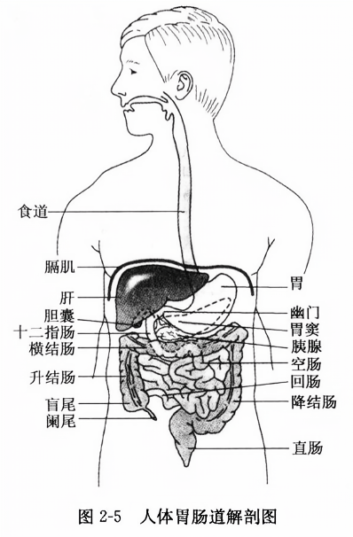 人体肠胃图解大全，探索消化系统的奥秘