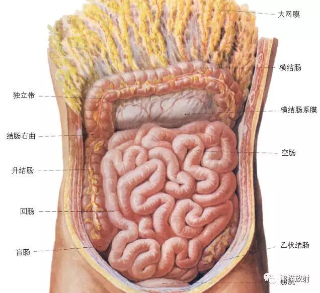 探索人体奥秘，肠胃结构图真人版解析