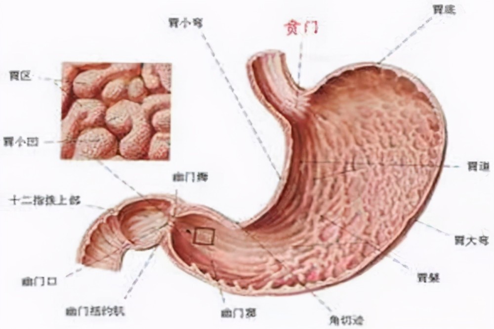 肠胃炎的全面解析，症状、原因与应对策略