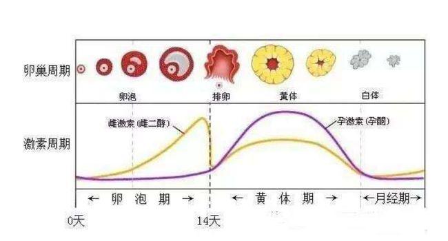 肠胃健康与月经周期，不可忽视的内在联系