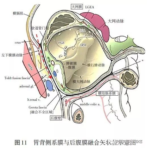 肠胃功能紊乱，治愈的希望与路径探索