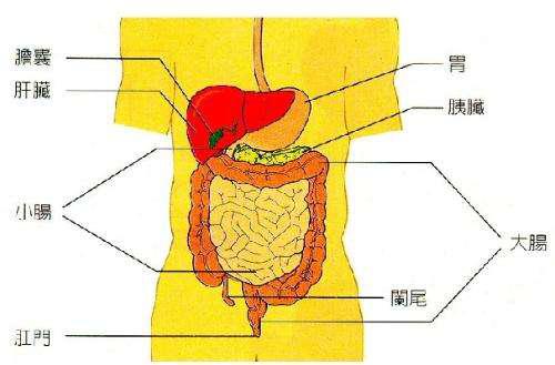 人体肠胃解剖图，探索消化系统的奥秘