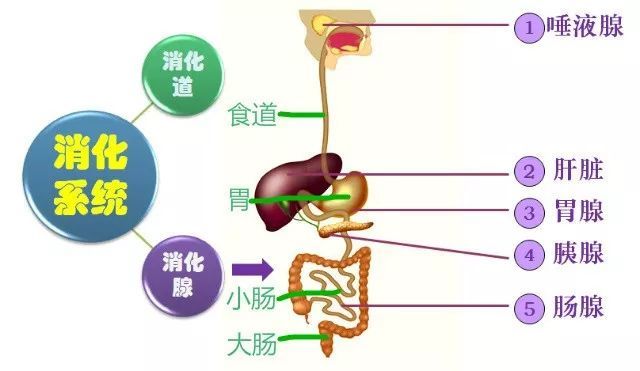 肠胃不适，应挂何科？——全面解析消化系统健康问题