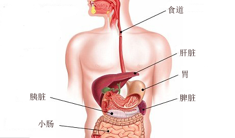 肠胃与五脏的和谐共生，一幅未完的养生画卷