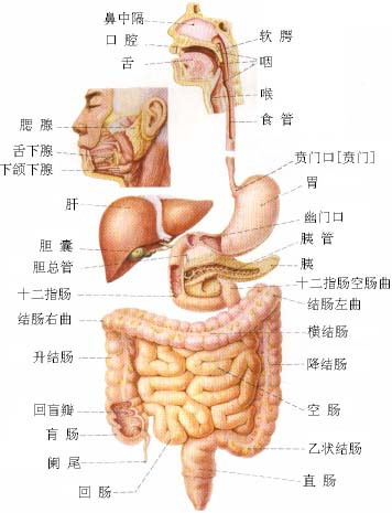 肠胃在人体的位置图，探索身体内部的食物加工厂