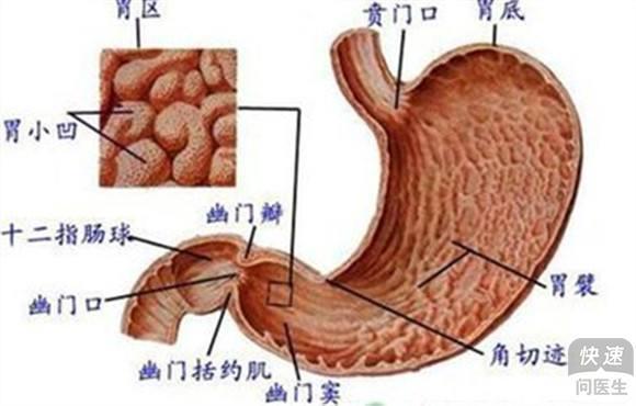 怎样准确判断自己肠胃问题还是脾胃问题？