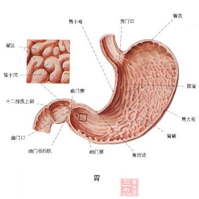 人体肠胃系统，一张图详解的奇妙之旅