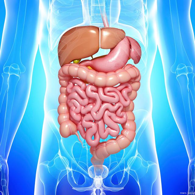 人体肠胃结构的位置高清图，探索消化系统的奥秘