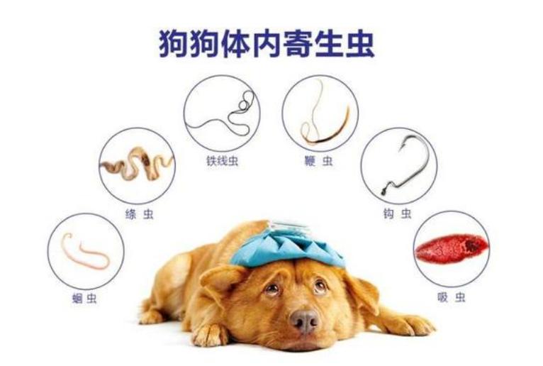 狗狗健康小贴士，如何判断狗狗体内有虫与肠胃问题