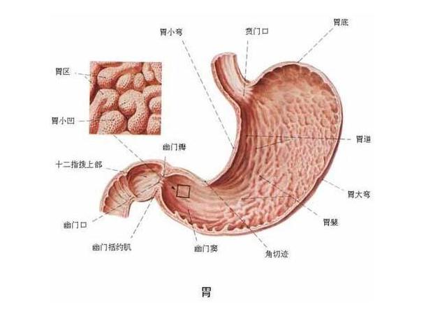 判断肠胃与脾胃问题的关键点