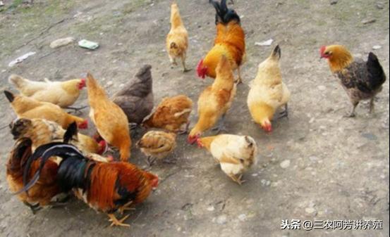 肠胃感冒的应对与药物治疗