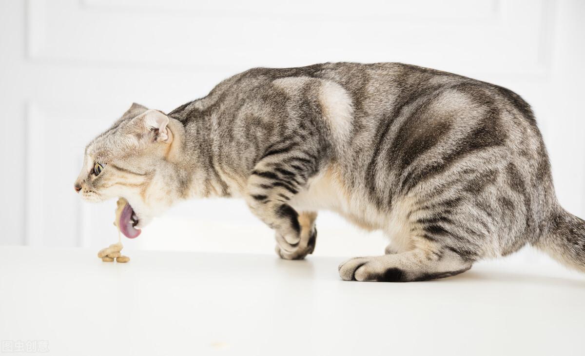 猫咪肠胃炎的疼痛缓解与护理指南