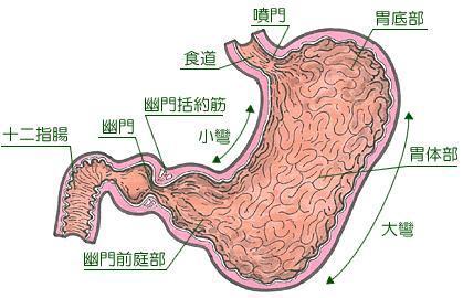 肠胃型感冒，症状、治疗与传染性解析