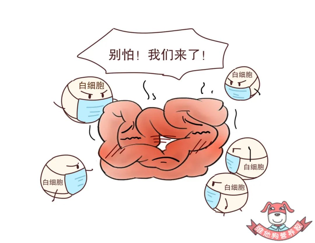 肠胃健康小贴士，有效调理拉肚子与放屁问题