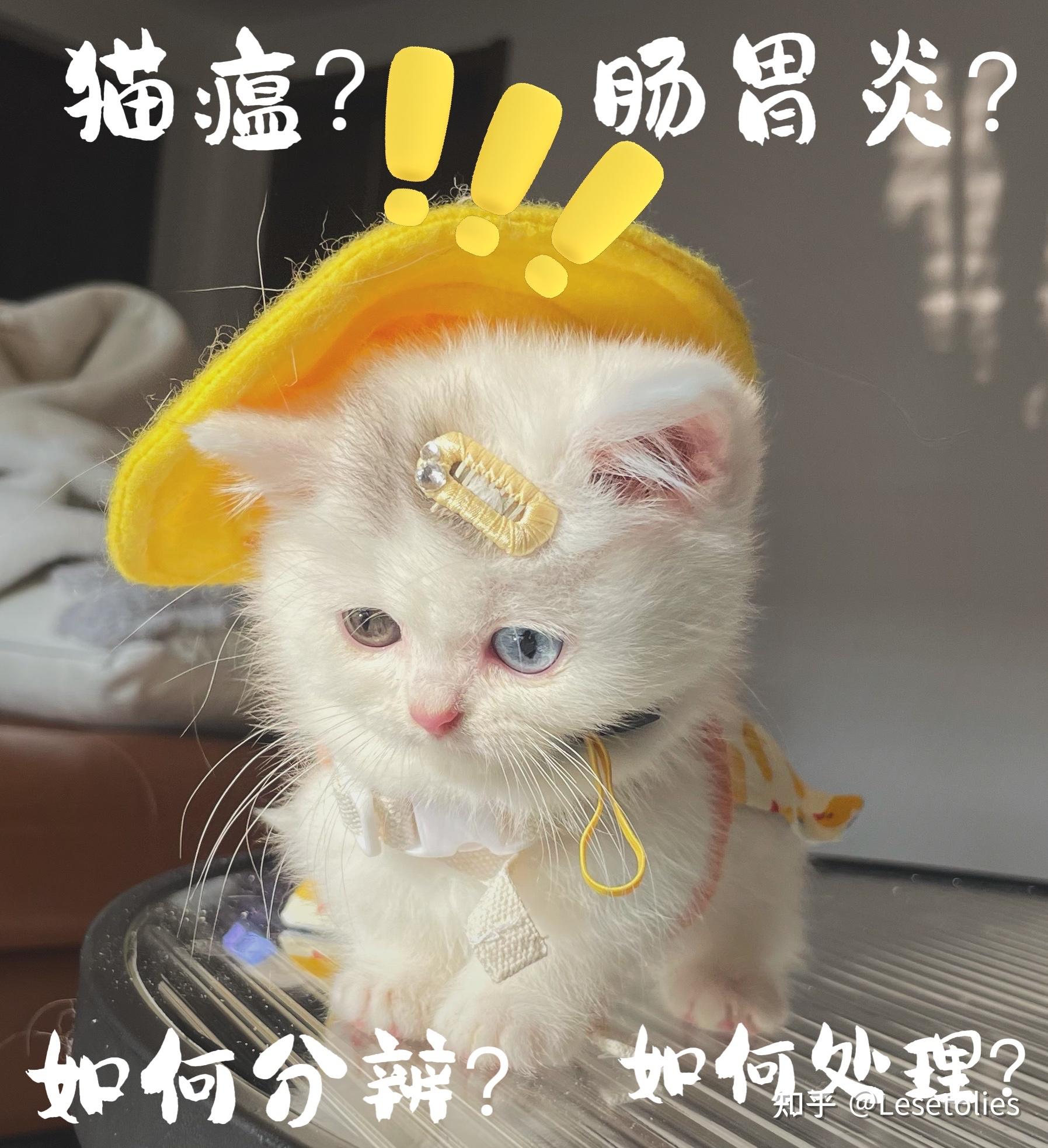 猫咪肠胃炎，识别与应对的全面指南