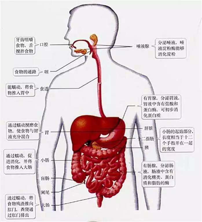 肠胃的奥秘，一张结构图揭示的消化系统奇迹