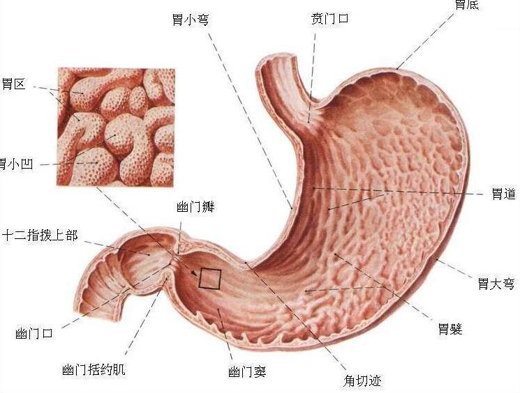 肝脏健康警报，识别症状与最佳治疗策略