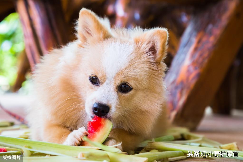 狗狗肝脏不好，科学调理与日常护理指南