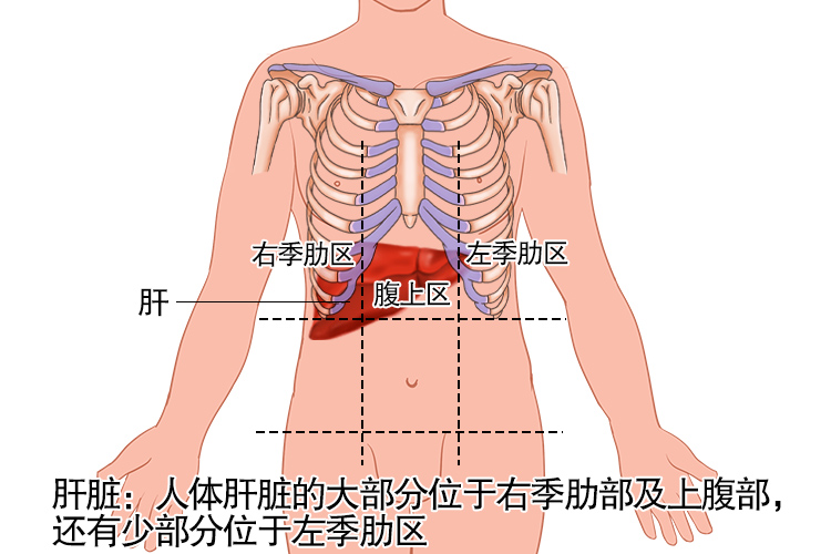 女性肝脏的奥秘，位置图解与健康指南