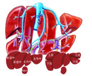 肝脏在人体中的位置与重要性，一幅生动的解剖学图景