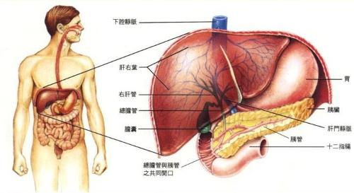 肝脏的奥秘，位置与功能的完美平衡